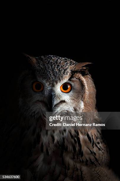 eurasian eagle-owl. bubo bubo - gufo reale europeo foto e immagini stock