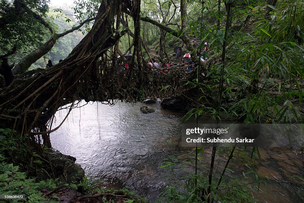 Lieving Root Bridge A view of the living root bridge at Mawlynnong on the outskirts of ...
