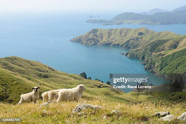 sheep, marlborough sounds, new zealand - marlborough new zealand stock pictures, royalty-free photos & images