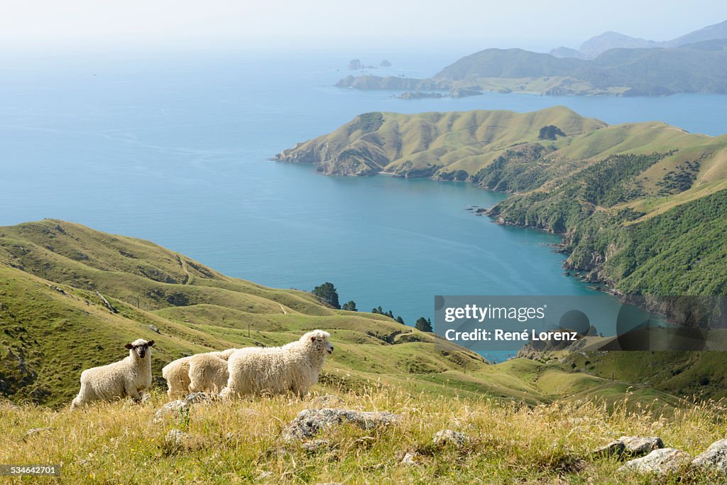 Sons ovinos, Marlborough, Nova Zelândia