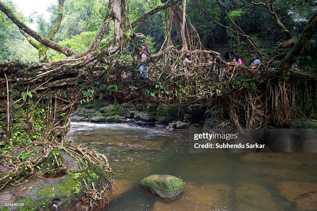 Lieving Root Bridge A view of the living root bridge at Mawlynnong on the outskirts of ...