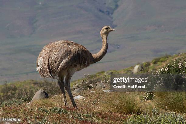 72 Lesser Rhea Stock Photos, High-Res Pictures, and Images - Getty Images