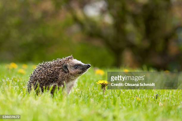 hedgehog on the meadow with dandelion flower. - hedgehog stock pictures, royalty-free photos & images