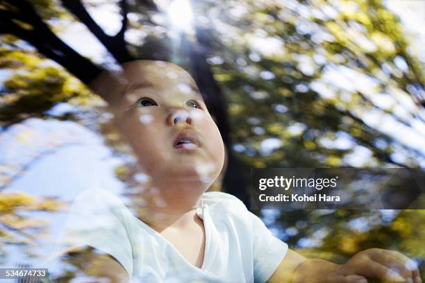 Baby Tree Image Baby Trees Photos and Premium High Res Pictures - Getty Images