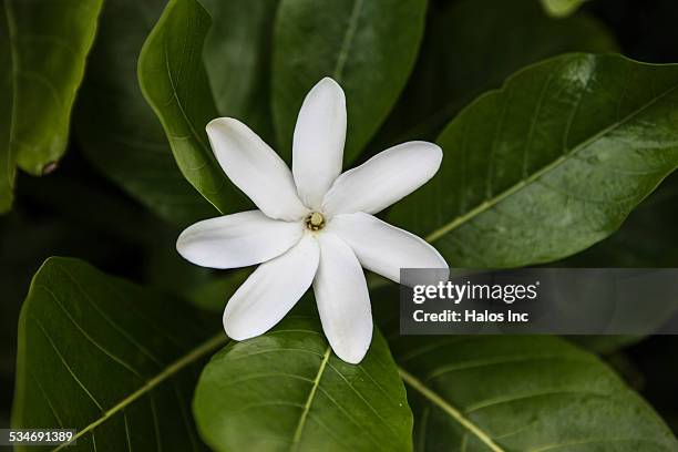 8,350 Pink Jasmine Flower Photos and Premium High Res Pictures - Getty Images 8,350 Pink Jasmine Flower Photos and Premium High Res Pictures - Getty Images