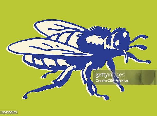 housefly - wasp stock illustrations