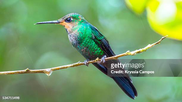 green crowned brilliant hummingbird, costa rica - heliodoxa jacula imagens e fotografias de stock