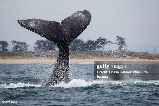 humpback whale fluke - humpback whale tail stock pictures, royalty-free photos & images