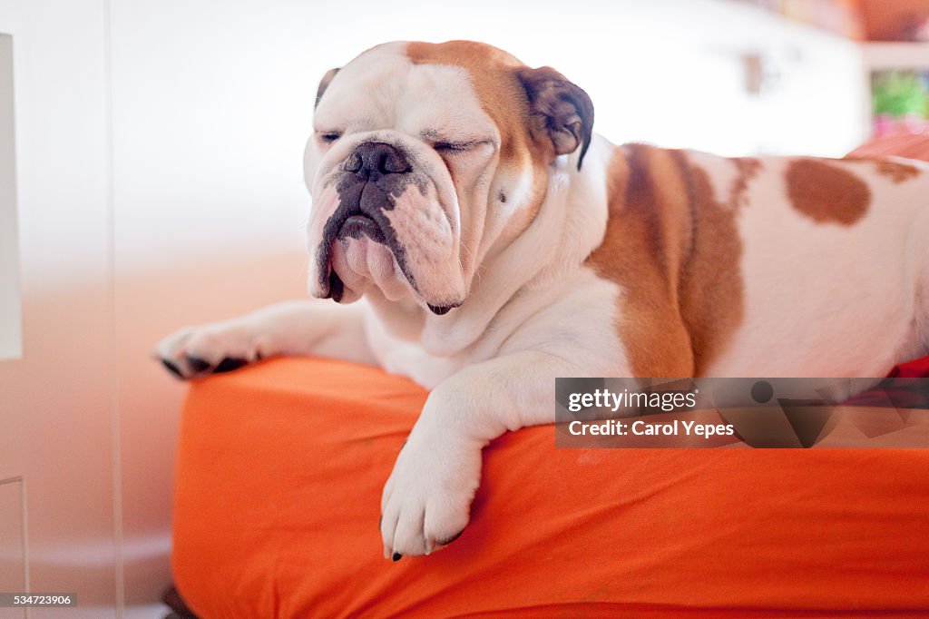 English bulldog Puppy at home