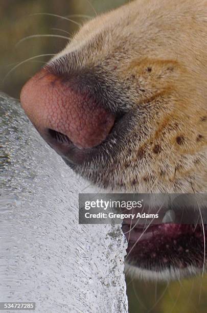 close up of a dog eating ice - hatboro fotografías e imágenes de stock