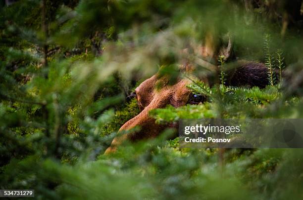 moose eyes - isle royale national park - fotografias e filmes do acervo