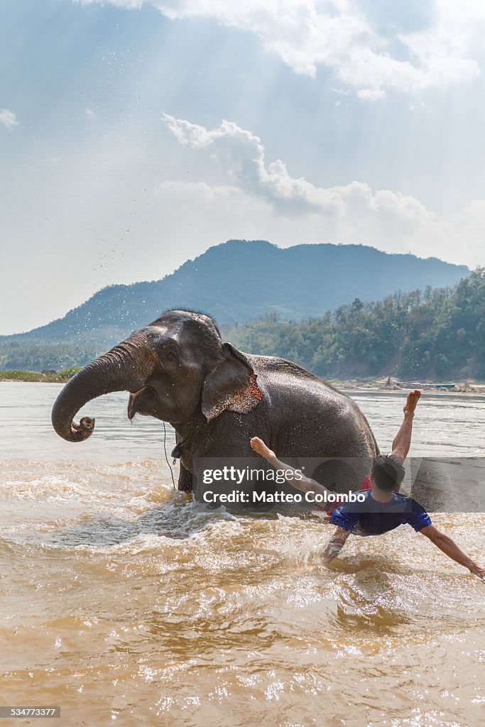 Man falling from an elephant in the Mekong river
