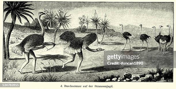 19th century africa - bushman hunting ostrich - san bushman tribespeople stock illustrations