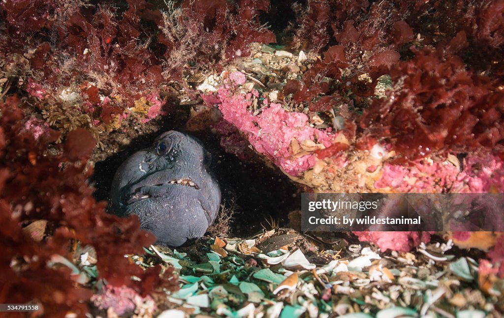 Wolf Fish In A Hole