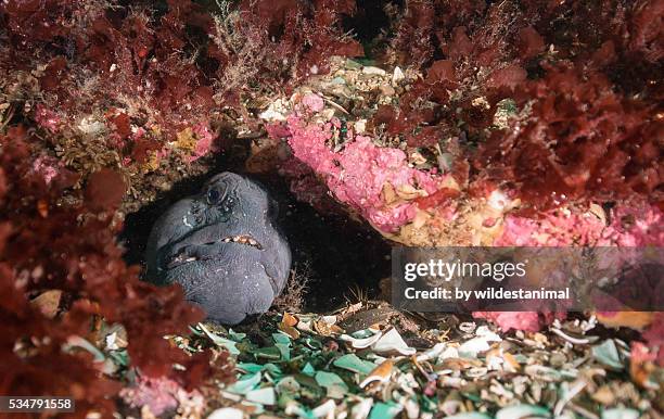 wolf fish in a hole - wolf eel stock pictures, royalty-free photos & images