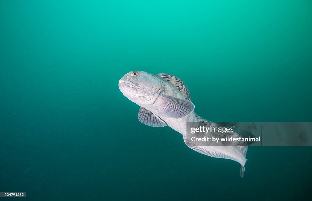 Wolf Eel