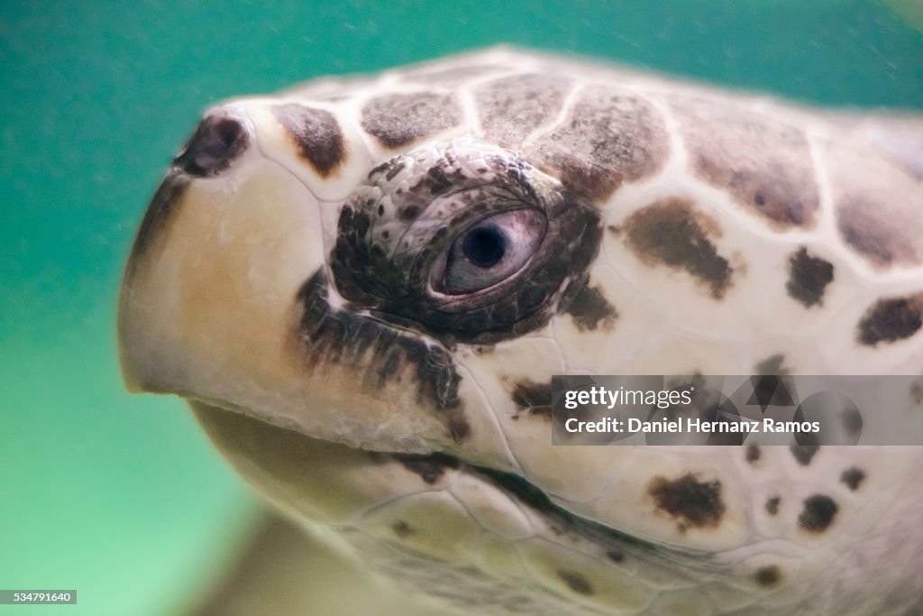 Loggerhead sea turtle. Caretta caretta