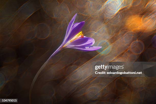 wind's flower - edoardogobattoninet stock pictures, royalty-free photos & images