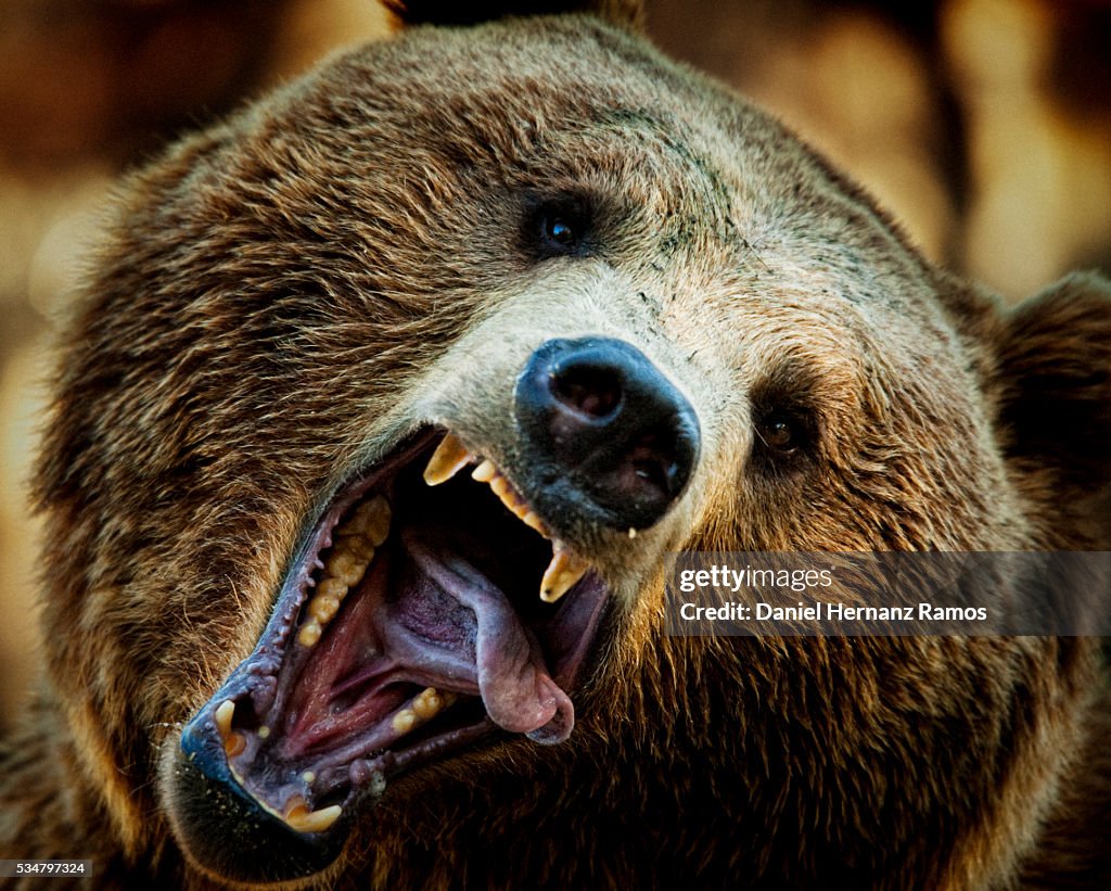 Brown bear Head. Ursus arctos. Crazy bear