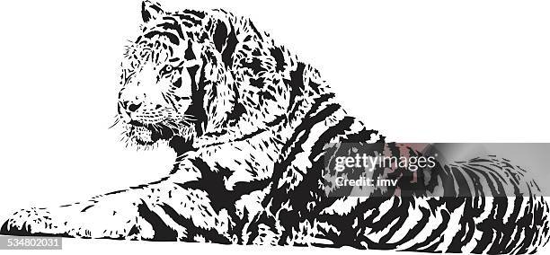 tiger vector - tiger stripes vector stock illustrations