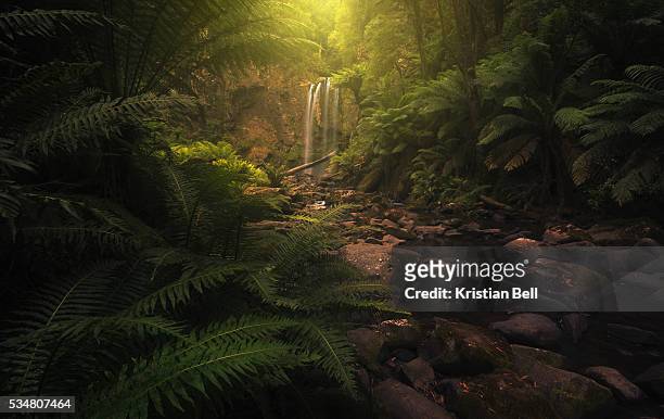beautiful waterfall, stream and lush undergrowth in victoria, australia - dark forest fotografías e imágenes de stock
