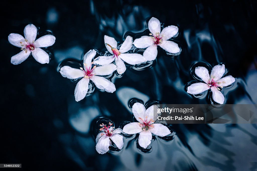 Tung Blossoms Floating on Water