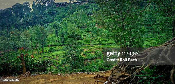 indonesia java, tea plantations on puncak pass - puncak pass stock pictures, royalty-free photos & images