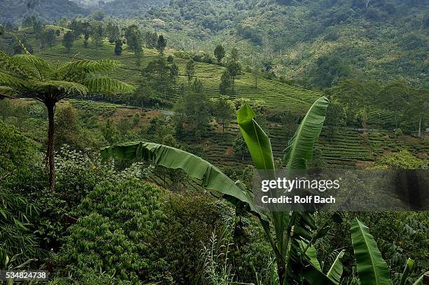 indonesia java, tea plantations, ferns, bananas on puncak pass - puncak pass stock pictures, royalty-free photos & images