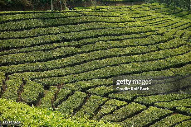 indonesia java, large tea plantations on puncak pass - puncak pass stock pictures, royalty-free photos & images