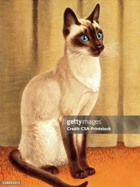 illustrazioni stock, clip art, cartoni animati e icone di tendenza di gatto siamese - gatto siamese