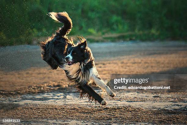 agility - edoardogobattoninet stock pictures, royalty-free photos & images