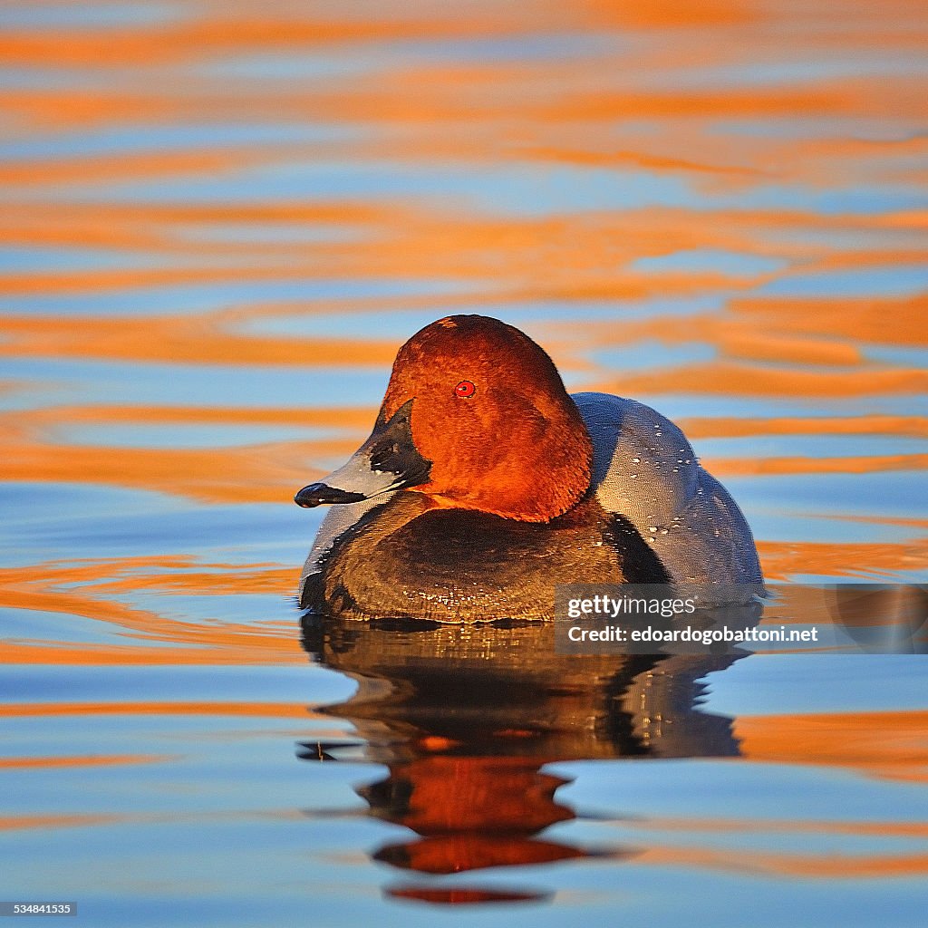 Red reflections