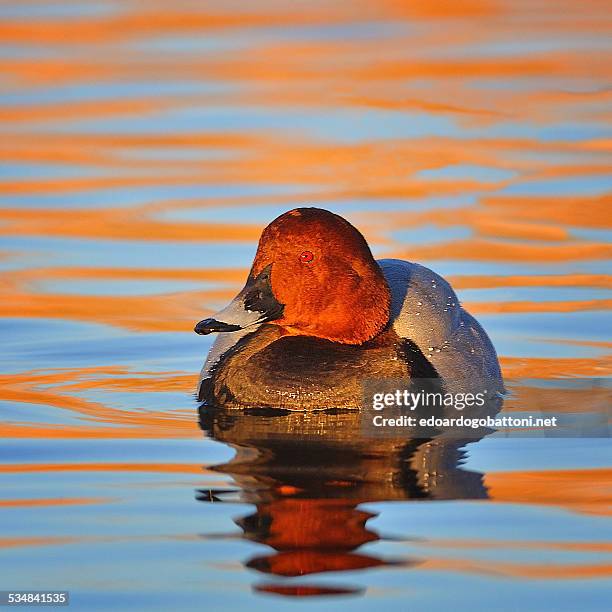 red reflections - edoardogobattoninet stock pictures, royalty-free photos & images