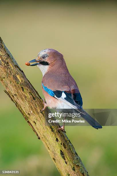 jay eating peanut from bird feeder - jays stock-fotos und bilder