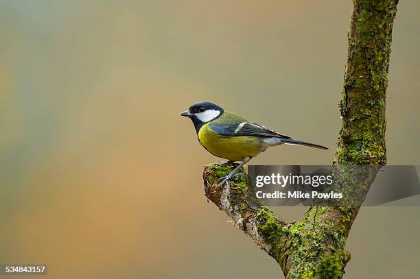 great tit on lichen covered branch - kohlmeise stock-fotos und bilder