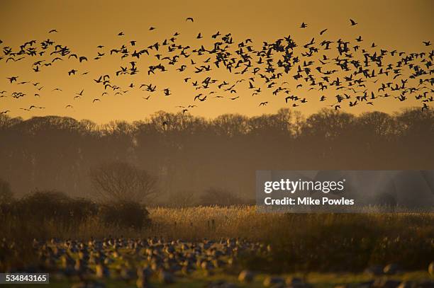 flock of pink-footed geese, norfolk - graugans stock-fotos und bilder