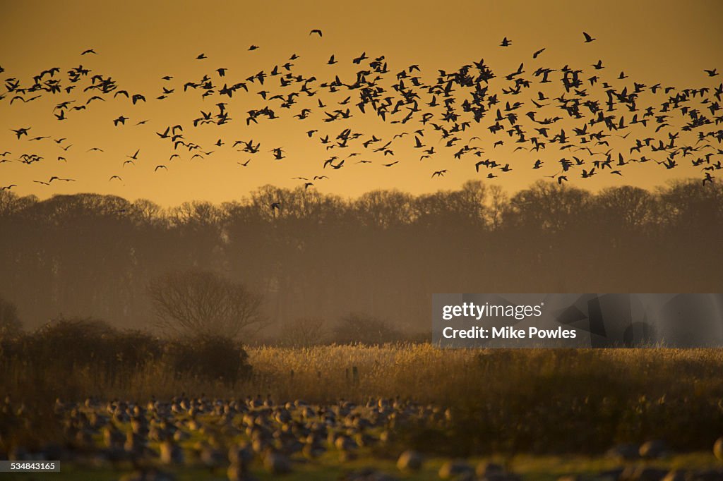 Flock of pink-footed Geese, Norfolk