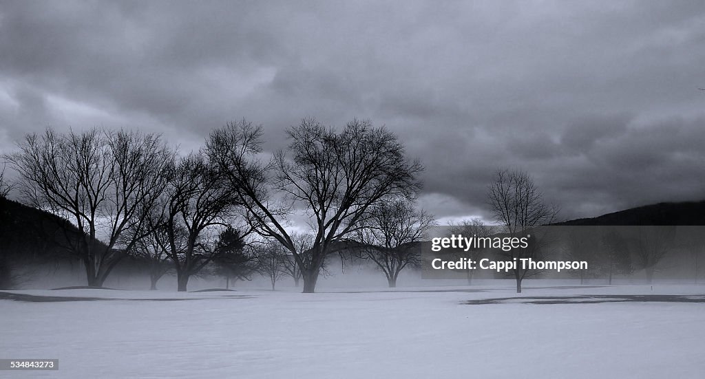 Barren trees during winter