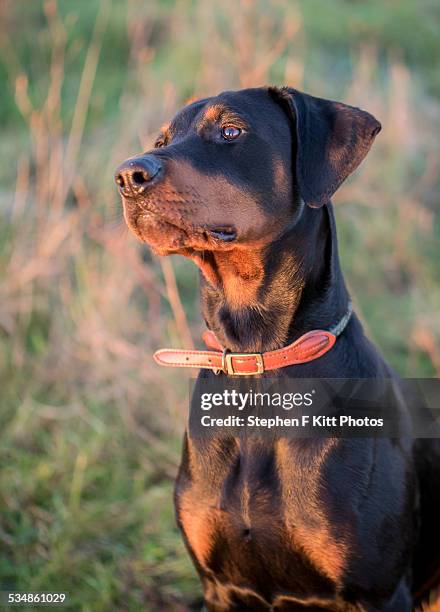 young male doberman sat majestically in a field - doberman puppy stock pictures, royalty-free photos & images
