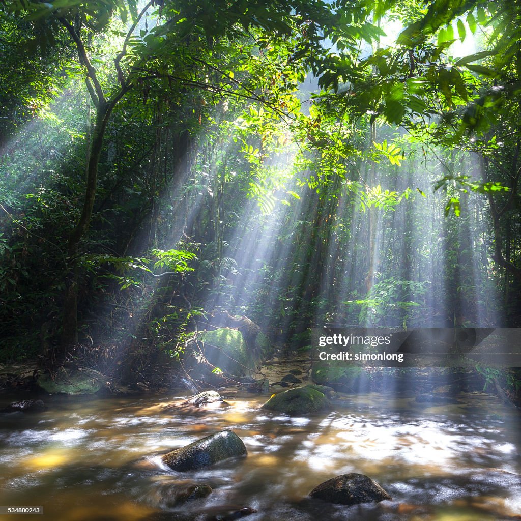 Sunburst through trees in forest Malaysia