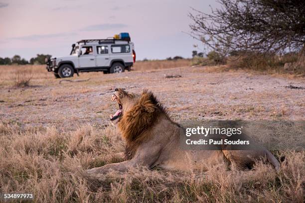 safari truck and lion, botswana - moremi wildlife reserve - fotografias e filmes do acervo