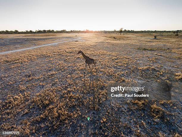 Aerial View of Giraffe, Botswana