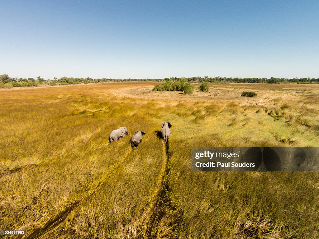 Aerial view of Elephants in Marsh, Botswana