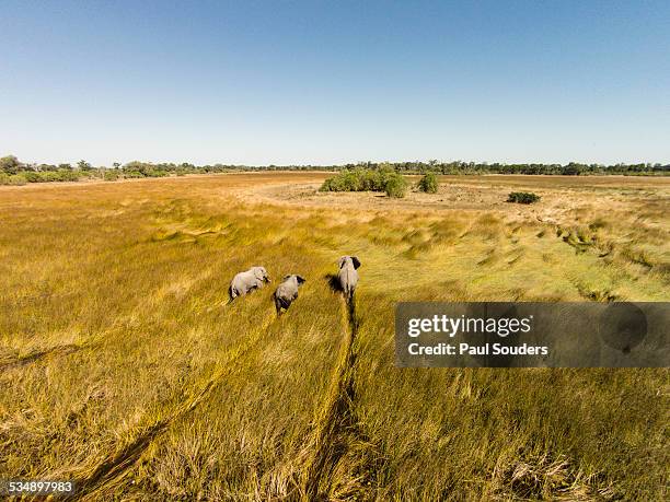 aerial view of elephants in marsh, botswana - kalahari desert stock pictures, royalty-free photos & images