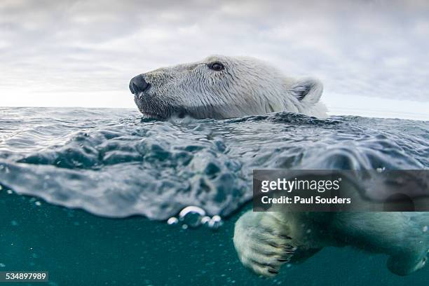 underwater polar bear in hudson bay, canada - animales salvajes fotografías e imágenes de stock
