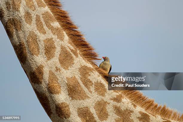 giraffe and red-billed oxpecker, botswana - symbiotic relationship stock pictures, royalty-free photos & images