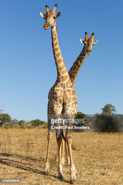giraffes standing side by side, botswana - giraffe stock-fotos und bilder