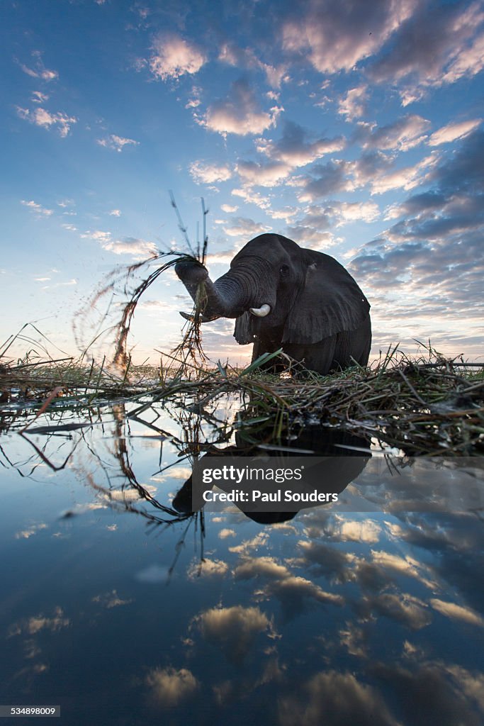 African Elephant in River, Botswana