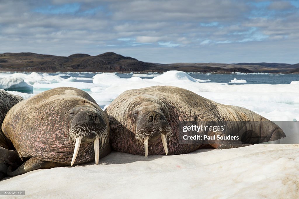 Walrus Resting on Ice in Hudson Bay, Canada