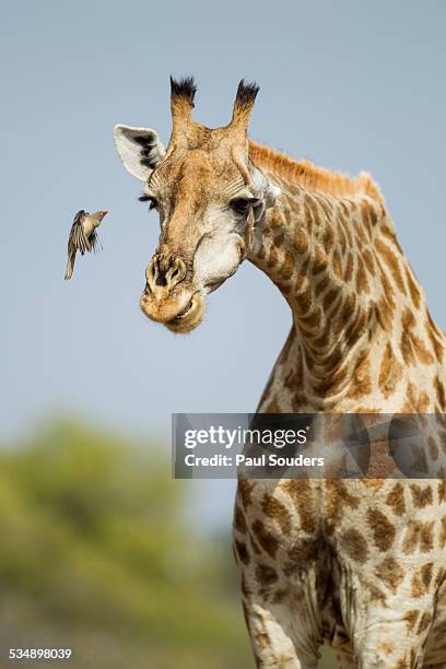 Giraffe and Red-Billed Oxpecker, Botswana